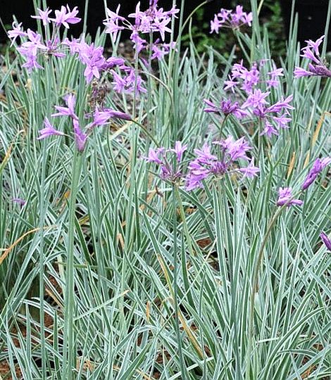 Tulbaghia violacea variegata